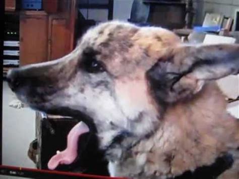 talking german shepherd video|youtube ultimate dog tease original.